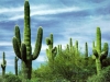 cactus-1