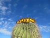 cactus-11