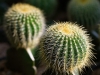 cactus-12