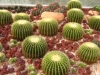 cactus-3