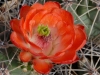 cactus-4