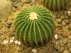 cactus-5