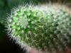 cactus-6