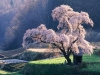 cherry-blossom-1