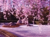 cherry-blossom-10