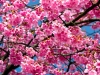 cherry-blossom-11