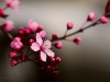 cherry-blossom-14