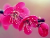 cherry-blossom-15