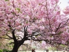 cherry-blossom-2