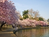 cherry-blossom-3