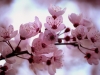 cherry-blossom-4