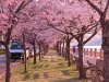 cherry-blossom-5