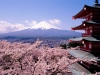 cherry-blossom-6