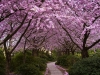 cherry-blossom-7