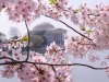 cherry-blossom-8