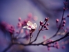 cherry-blossom-9