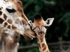 giraffe-1