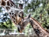 giraffe-11