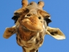 giraffe-2