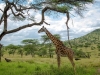 giraffe-3