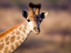 giraffe-4