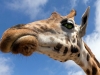 giraffe-5