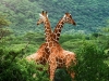 giraffe-6