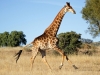 giraffe-9