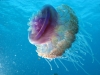 jellyfish-1