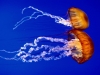 jellyfish-3