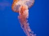 jellyfish-4