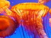 jellyfish-6