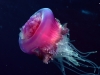 jellyfish-8