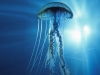 jellyfish-9