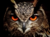 owls-4