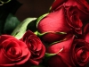 roses-13