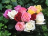 roses-2