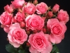 roses-3