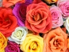 roses-7