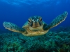 sea-turtles-1