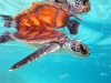 sea-turtles-10