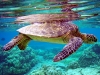 sea-turtles-12