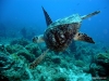 sea-turtles-13