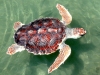 sea-turtles-14