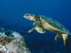 sea-turtles-15