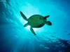 sea-turtles-2