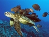 sea-turtles-3