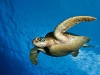 sea-turtles-4