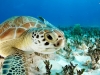 sea-turtles-5