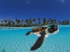 sea-turtles-6